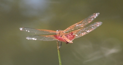 [Top side view a saddlebags sitting atop a leafless branch. This is a much closer view than the prior photo. Not only are the patches of red is noticeable on the lower set of wings, but the front edges of all four wings have brown outlines while the rest of the wings are clear. Its body is also brown.]